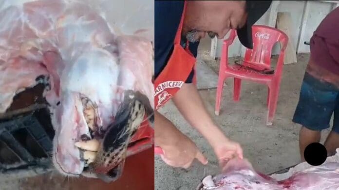 Cazan a jaguar; después le quitan sus garras, la piel y lo destazan en una carnicería de Yucatán para comérselo