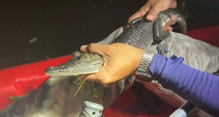 Un pequeño cocodrilo que al parecer fue abandonado en un parque de Mérida, Yucatán ha sido rescatado por las autoridades.