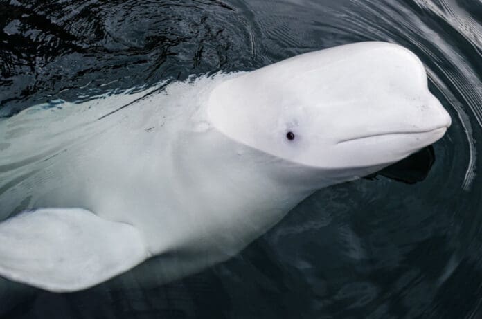 Hallan muerta en Noruega a una ballena beluga señalada de ser usada por Rusia para espiar