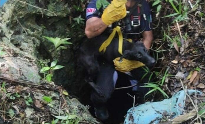 Rescatan bomberos a una perrita que cayó en un cenote en Tulum. La mascota fue entregada a su familia sana y salva.
