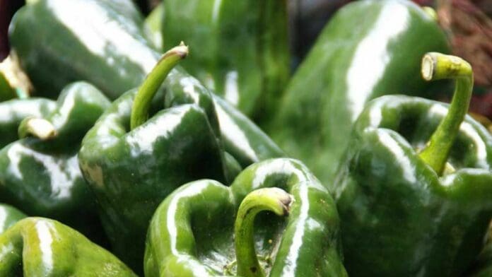 Colegio de Tlaxcala alerta sobre la aparición de un chile poblano 