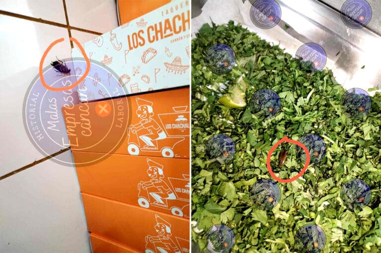 Video: Extrabajador denuncia plaga de cucarachas en taquería de la Zona Hotelera de Cancún