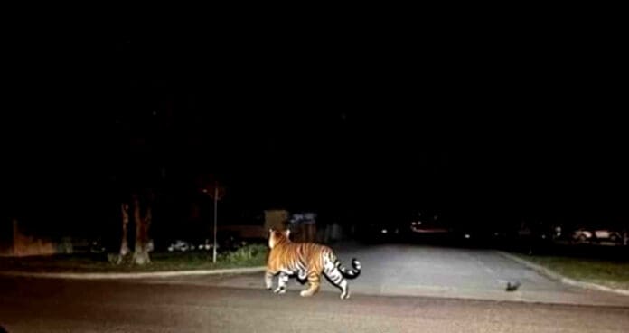 Video: Reportan ataque del tigre que se escapó en Reynosa; se comió un cerdo y sigue cautivo