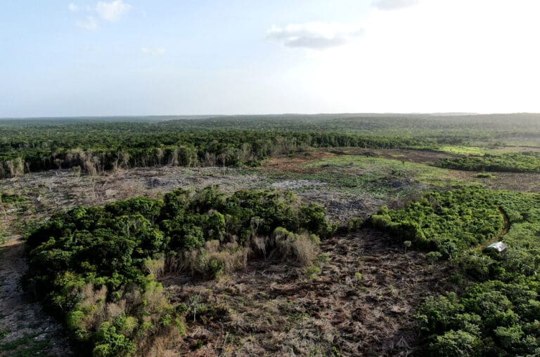 Identifica estudio que la ‘turistificación’ provoca pérdida forestal en la península de Yucatán