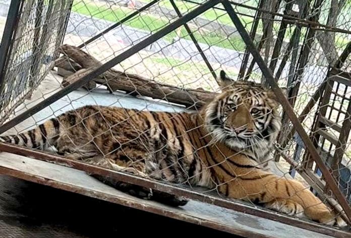 Video: Se fuga tigre de zoológico cerca del río Bravo, en Reynosa, Tamaulipas