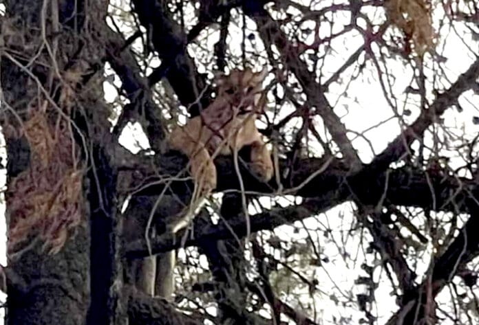 Arranca padre del hocico de un puma a su hijo de cinco años; más tarde sacrifican al felino
