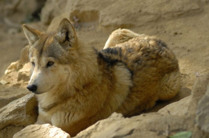 Reportan la muerte de siete niños tras ser atacados por lobos mientras dormían en India