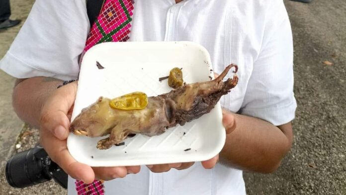 Promueven el consumo de la tuza en muestra gastronómica de Valladolid, Yucatán