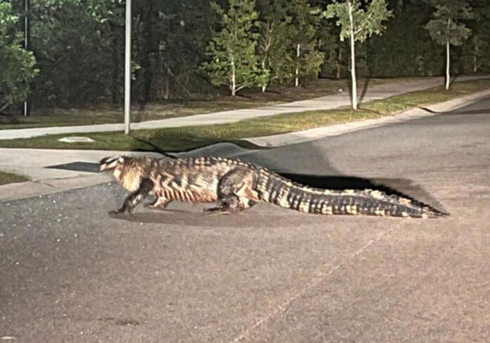 Video: Enorme caimán atraviesa lentamente una calle en Carolina del Norte, Estados Unidos