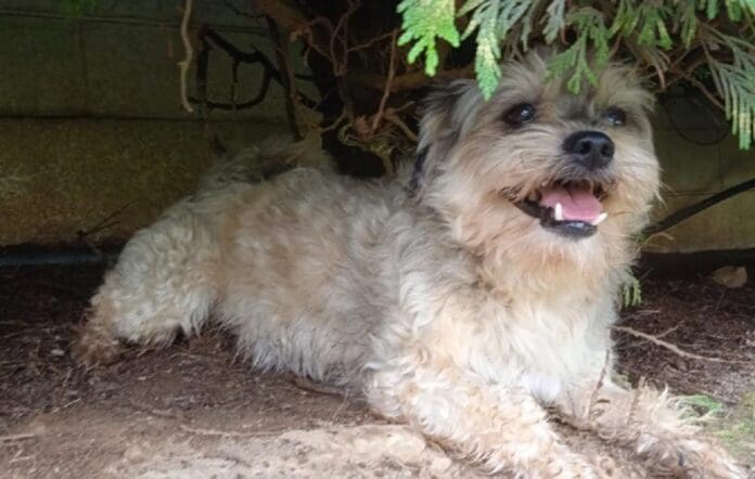 Perrito regresa solo al refugio donde estaba al día siguiente de haber sido adoptado