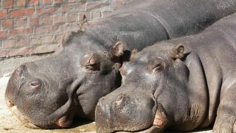 Colombia cazará a los hipopótamos de Pablo Escobar; están afectando el equilibrio ecológico