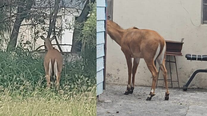 Video: Capturan a venado en Tamaulipas y minutos después muere; le habría dado un paro cardiaco