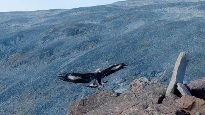 Águila real ataca en una semana a senderista y a una bebé, en Noruega
