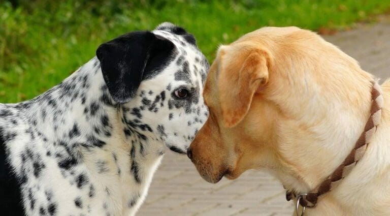 Detienen a un sujeto por dispararle a dos perros que estaban peleando en la Cdmx. Parece que por fortuna no fueron lesionados.