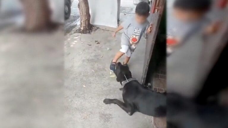VIDEO: Hombre incita a un niño a maltratar a un perro amarrado
