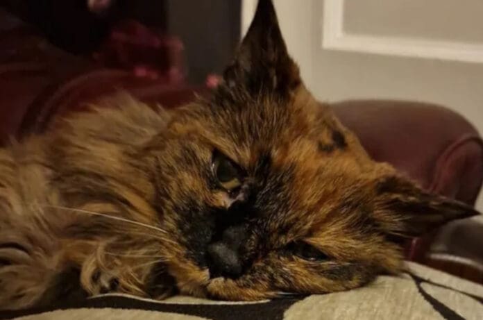 Muere a los 33 años Rosie, la gata más vieja del mundo