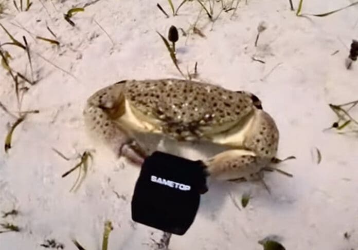 Video: Cangrejo le roba una cámara a un buceador en Bahamas
