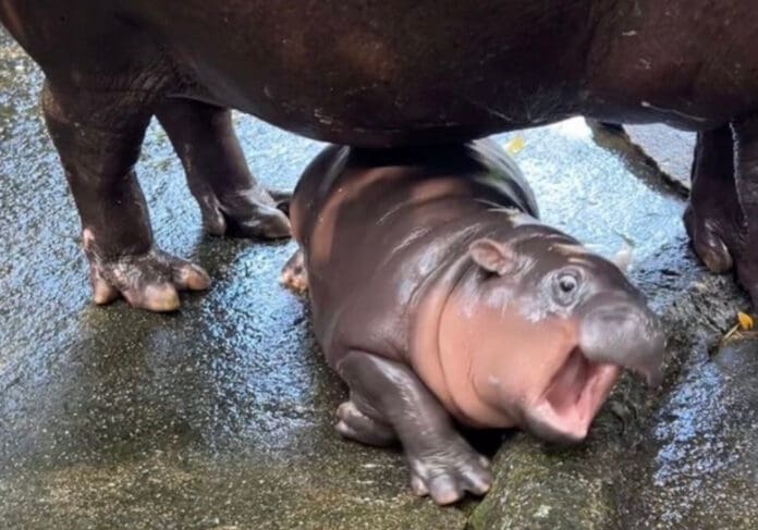 Video: Hipopótamo bebé se convierte en una estrella por su divertido comportamiento en Tailandia