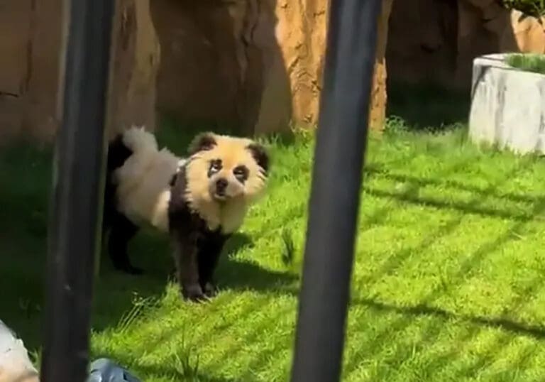 Video: Zoológico de China disfraza a unos perros para hacerlos pasar por pandas