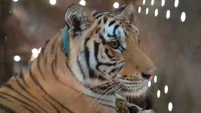 Rescatan a tigre de bengala abandonada tras enfrentamientos en Sinaloa