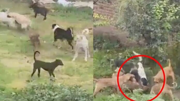 Video: ¡Se lo comen vivo! Jauría mata a perrito al interior de un refugio en Puebla