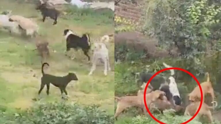 Video: ¡Se lo comen vivo! Jauría mata a perrito al interior de un refugio en Puebla