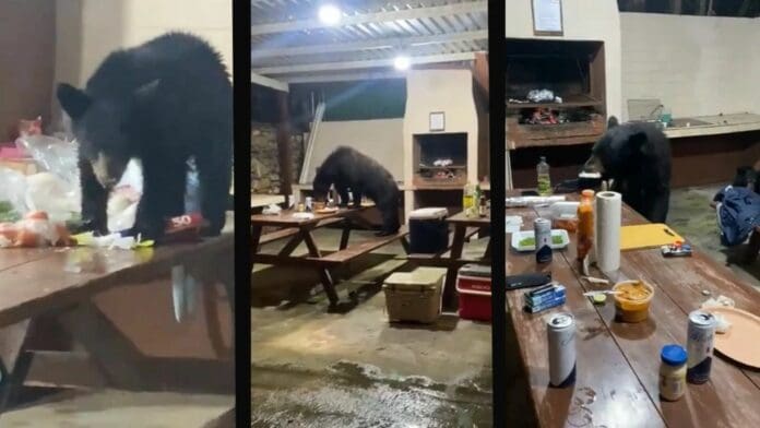 Video: ¡Sorpresa!Familia de osos interrumpe una fiesta y se come los alimentos en Nuevo León