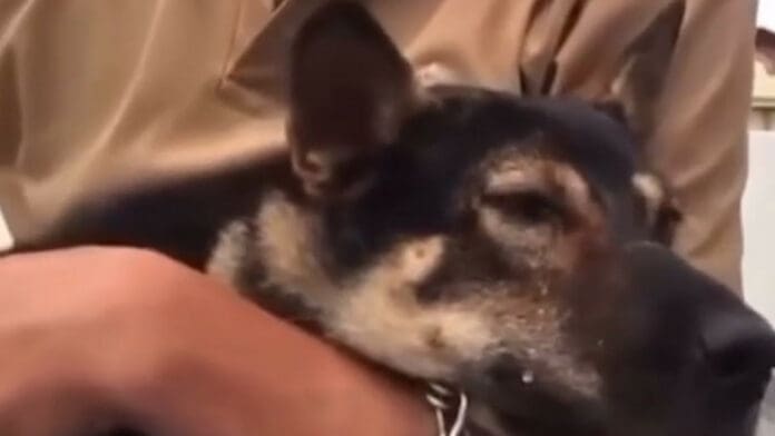 VIDEO: Un perro 'llora' al encontrarse con su dueño tras el paso de un supertifón