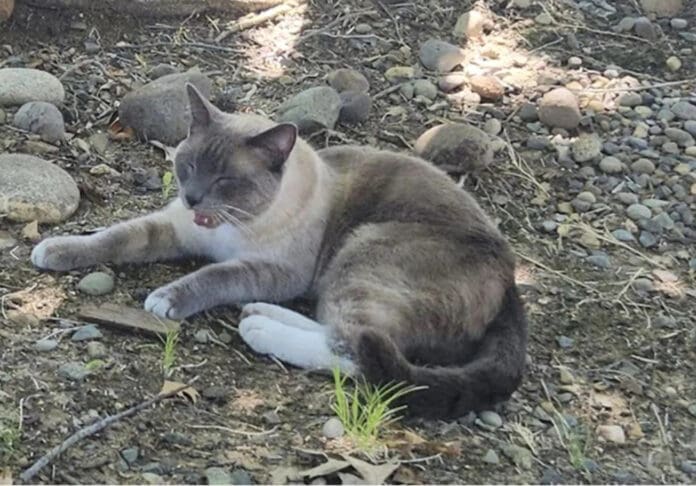 Gato perdido recorrió mil 300 kilómetros hasta encontrar a sus dueños en Estados Unidos