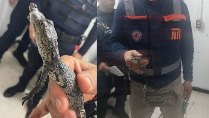 Policías rescatan a dos cocodrilos bebé en estaciones del Metro de CDMX