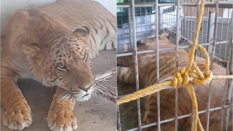 Autoridades rescatan a ligre durante cateo a una vivienda en Chihuahua