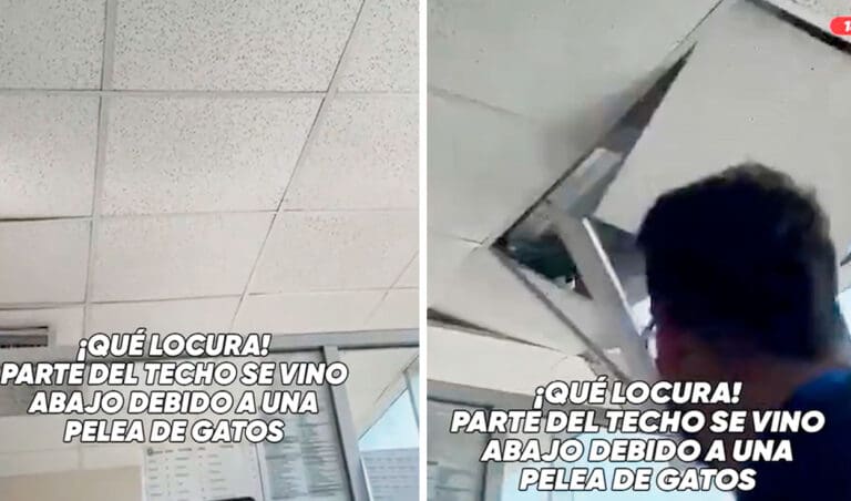 VIDEO: Gatos pelean en el techo de una oficina y sorprenden a trabajadores al caer sobre sus escritorios
