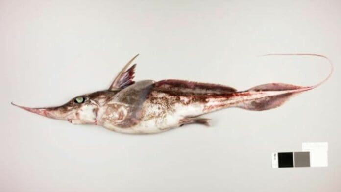 Descubren en Nueva Zelanda nueva especie de 