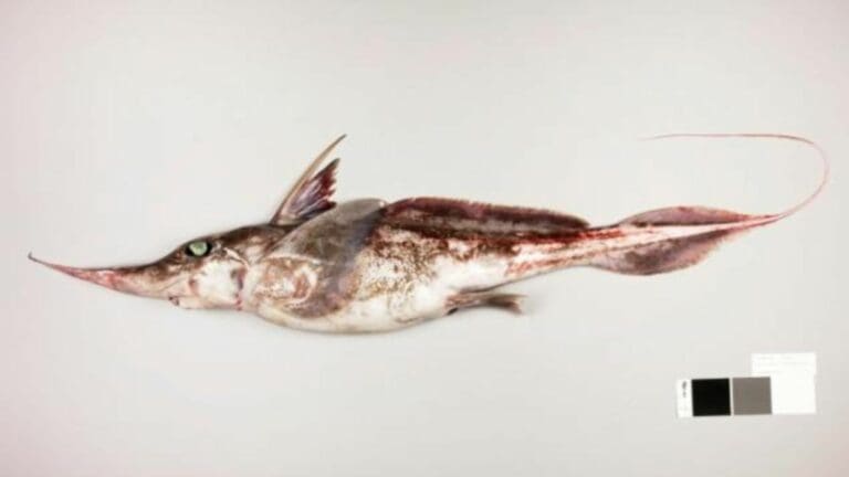 Descubren en Nueva Zelanda nueva especie de "tiburón fantasma"