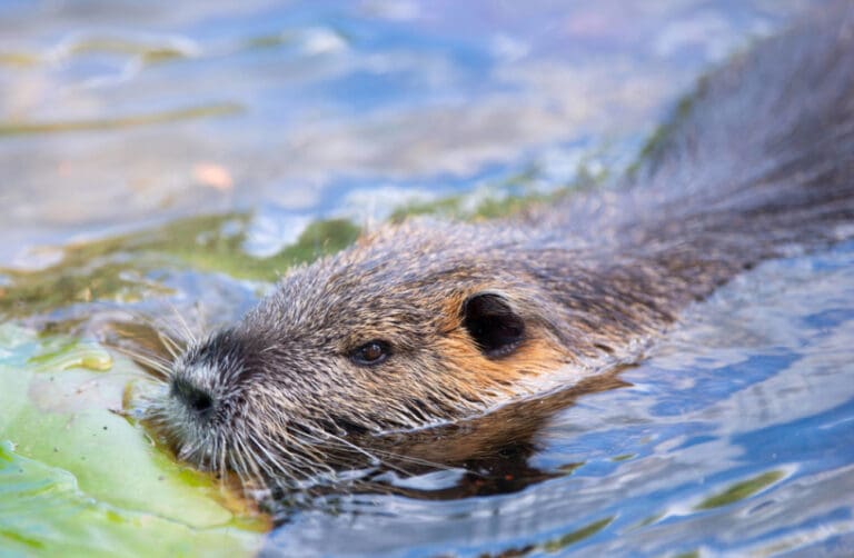 Polonia “declara la guerra” a los castores tras responsabilizarlos de las inundaciones en el país