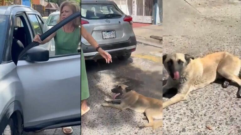 Video: Mujer arrastra a perrito con su camioneta; argumenta que fue porque le rayó su camioneta en Jalisco