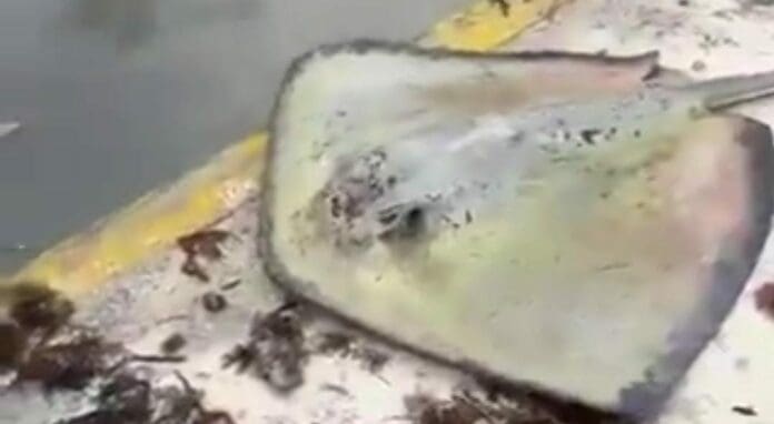 Una mantarraya fue captada fuera del mar en Cancún luego del paso de la tormenta tropical 