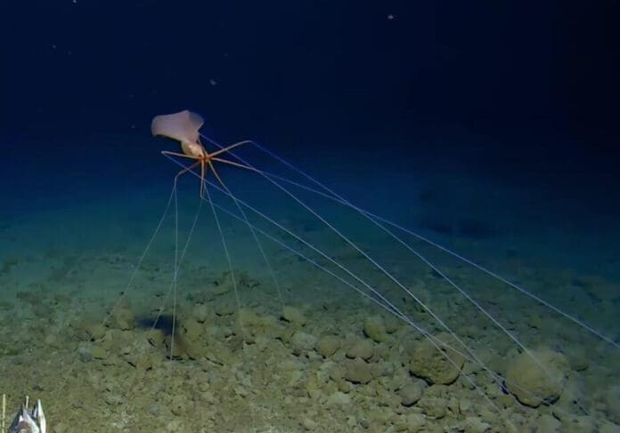 Video: Hallan un extraño calamar que camina sobre sus tentáculos en Tonga