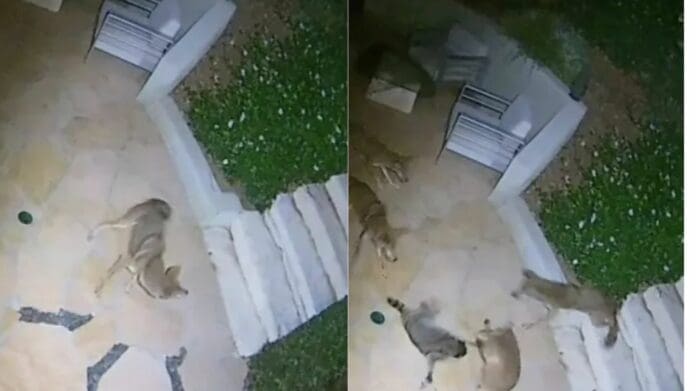 Mapache se enfrenta a cinco coyotes en una épica pelea que se vuelve viral