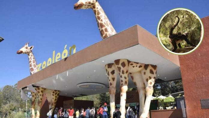 Zoológico de León advierte a sus visitantes que mono araña cargará con su cría muerta por varios días; esta es la razón