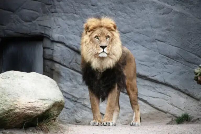 León mata a su cuidador en un zoológico de Nigeria