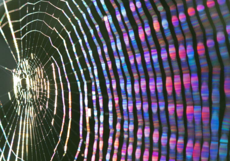 Crean una seda de araña artificial capaz de curar heridas articulares y cutáneas