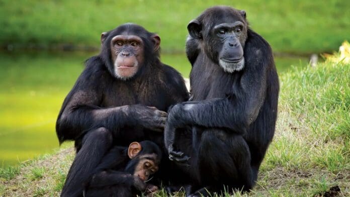 Video: Investigadores aseguran tener pruebas de que los chimpancés pueden hablar