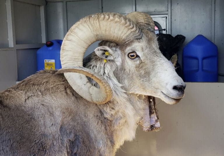 Anciano de 81 años fue condenado por clonar un carnero en Estados Unidos