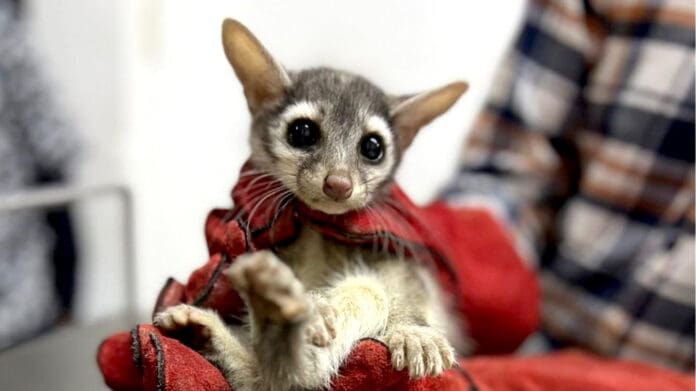 Video: ¡Travieso cacomixtle sorprende a vecina en el patio de su casa en la Cdmx!