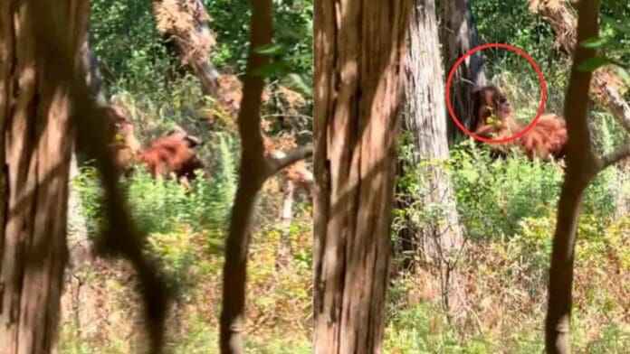 Tiktoker presuntamente capta en video a Pie Grande en Oklahoma, Estados Unidos