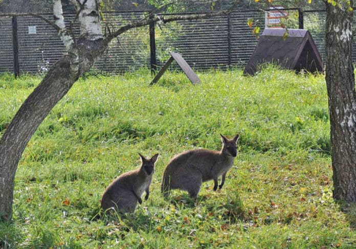 Detienen a persona con enanismo por robar canguros en varios zoológicos de Rusia