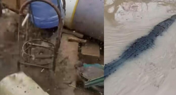 Cerca de 40 cocodrilos merodean las playas y calles de Acapulco tras el paso de John. Otro problema para la gente.