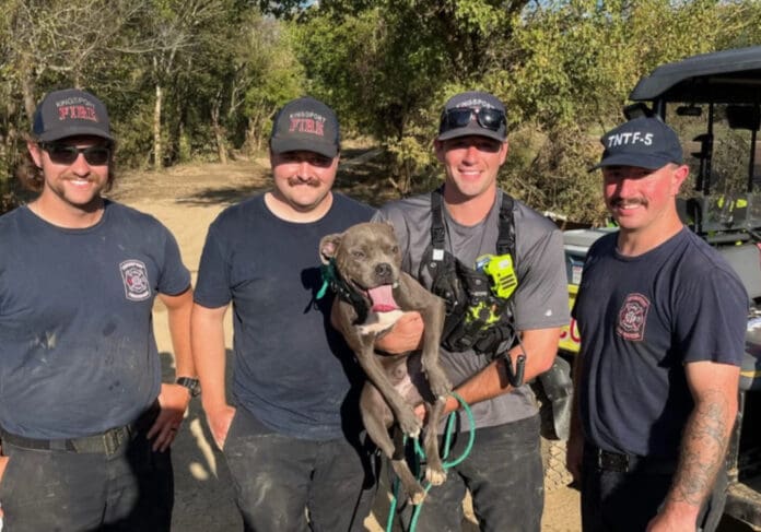 Video: Perro se reencontró con sus dueños tras ser separados por un huracán en Estados Unidos