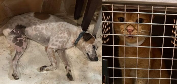 Reubican a 60 cachorros en el refugio para mascotas de Cancún por el huracán 